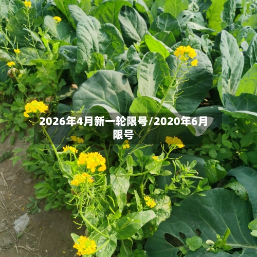 2026年4月新一轮限号/2020年6月限号