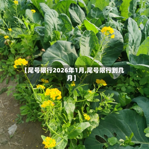 【尾号限行2026年1月,尾号限行到几月】