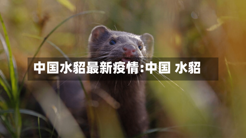 中国水貂最新疫情:中国 水貂
