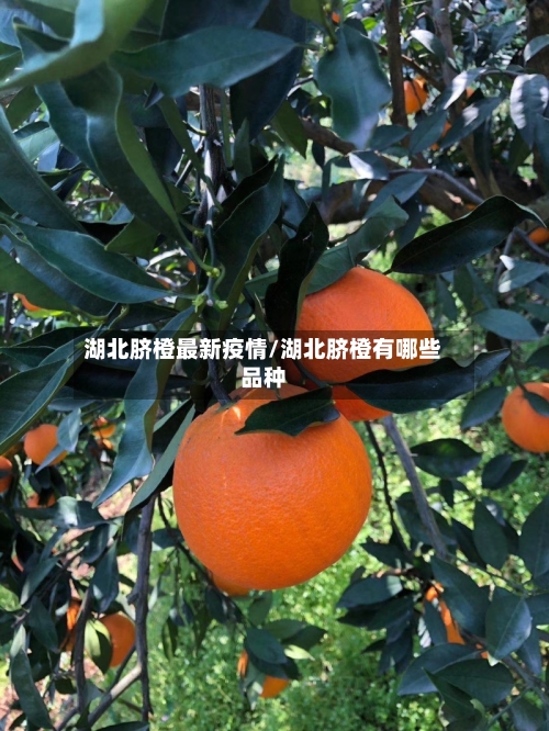 湖北脐橙最新疫情/湖北脐橙有哪些品种-第1张图片