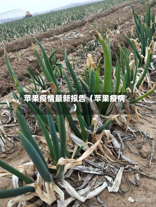 苹果疫情最新报告（苹果疫病）-第1张图片