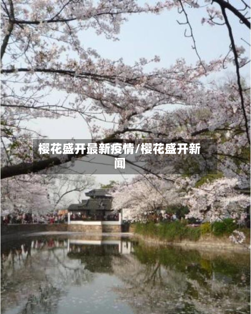 樱花盛开最新疫情/樱花盛开新闻-第1张图片