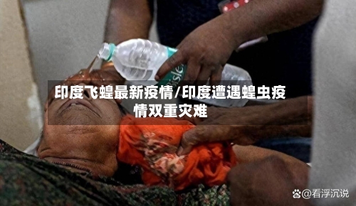 印度飞蝗最新疫情/印度遭遇蝗虫疫情双重灾难-第1张图片