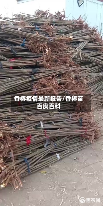 香椿疫情最新报告/香椿苗百度百科-第1张图片