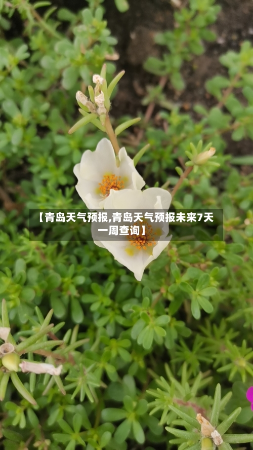 【青岛天气预报,青岛天气预报未来7天一周查询】-第1张图片