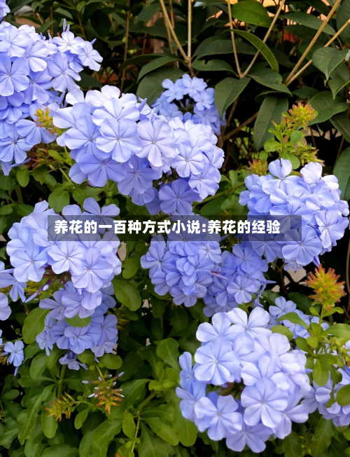 养花的一百种方式小说:养花的经验-第1张图片