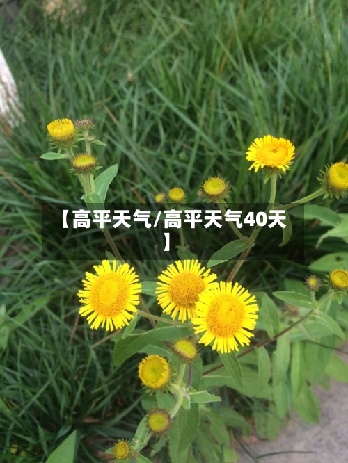 【高平天气/高平天气40天】-第1张图片