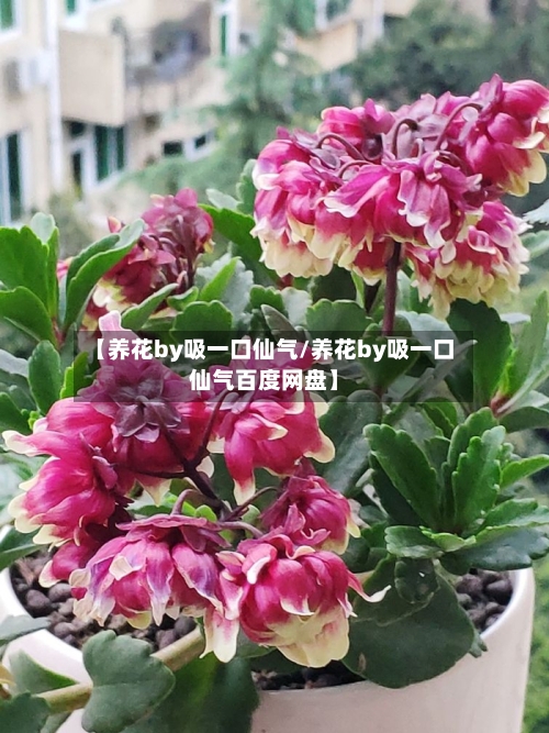 【养花by吸一口仙气/养花by吸一口仙气百度网盘】-第1张图片